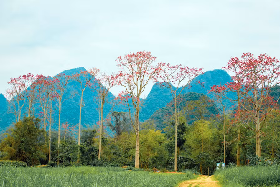 Thời điểm này, những cây hoa Gạo (Mộc Miên) trên các con đường, sườn núi, ven sông ở xã Tam Sơn (huyện Anh Sơn, Nghệ An) lại bung nở đỏ thắm.