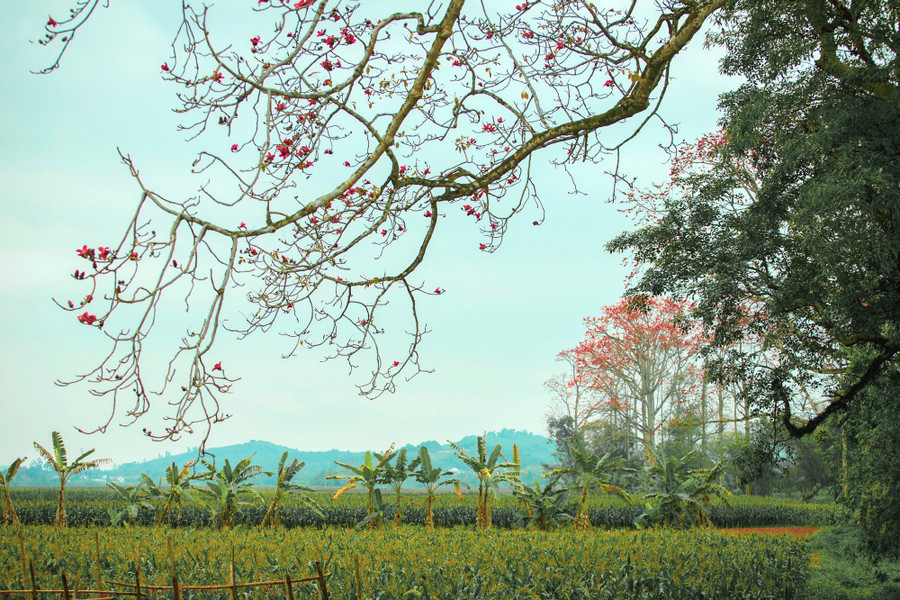 Theo người dân địa phương, xã Tam Sơn có cả trăm cây hoa Gạo, trong đó có hàng chục cây cổ thụ.