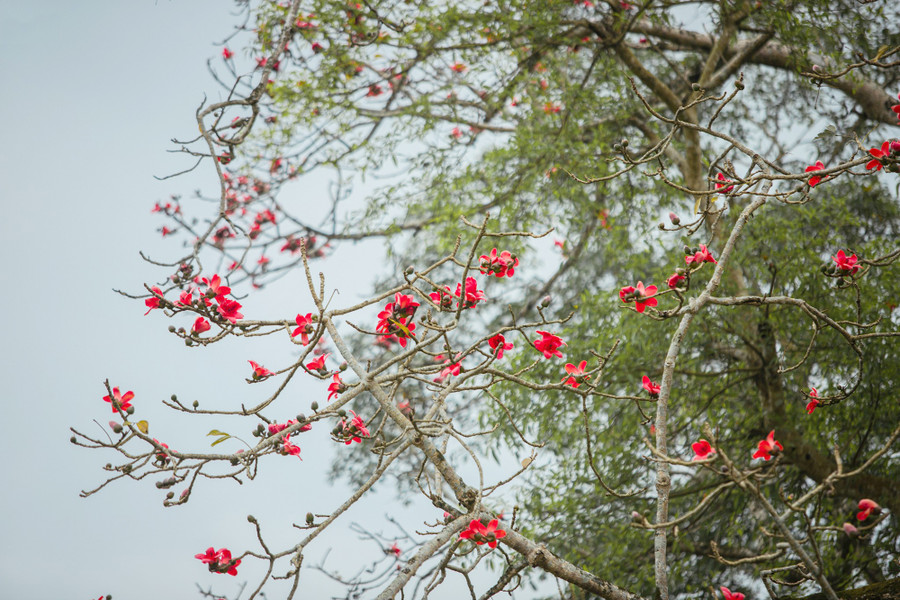 Loài hoa gắn bó với cuộc sống, trở thành niềm tự hào của nhiều thế hệ người dân Tam Sơn.