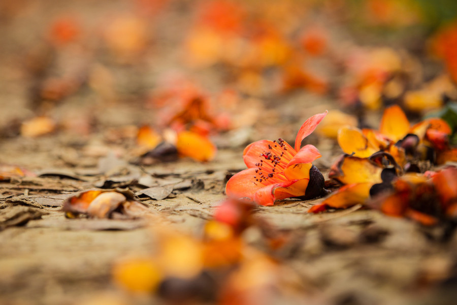 Hoa Gạo rụng xuống vẫn giữ nguyên màu đỏ thắm, gợi nhắc đến những ký ức tuổi thơ.