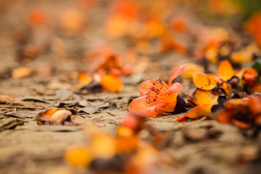 Hoa Gạo rụng xuống vẫn giữ nguyên màu đỏ thắm, gợi nhắc đến những ký ức tuổi thơ.