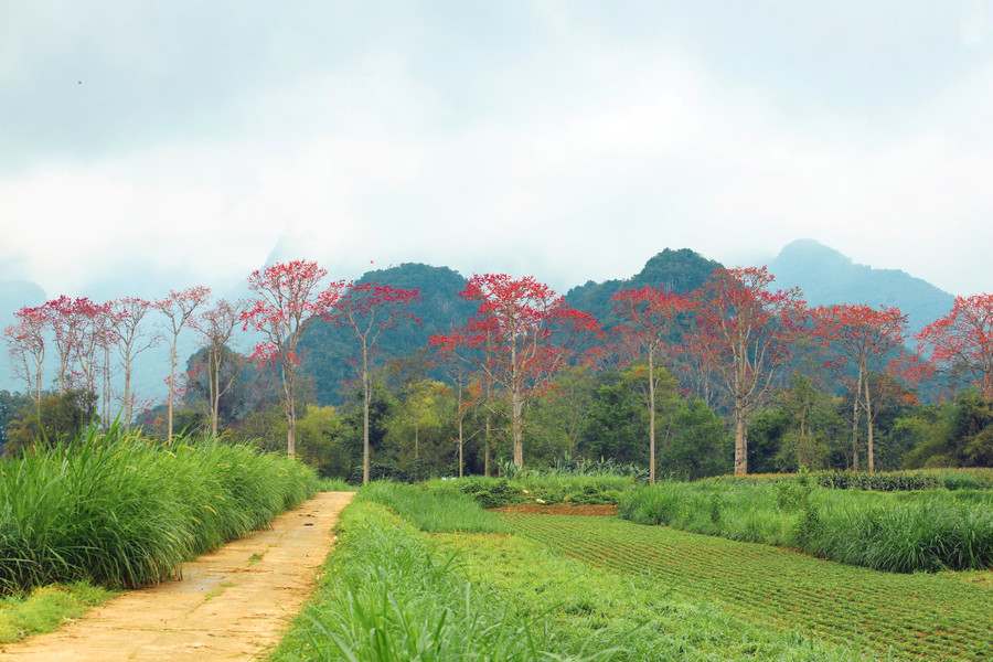 Hoa Gạo còn được gọi là hoa Mộc Miên, loài hoa có 5 cánh, bắt đầu nở từ đầu tháng 3 và kéo dài đến giữa tháng 4.