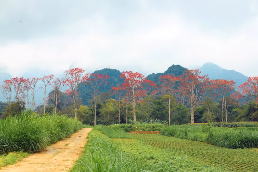 Hoa Gạo còn được gọi là hoa Mộc Miên, loài hoa có 5 cánh, bắt đầu nở từ đầu tháng 3 và kéo dài đến giữa tháng 4.