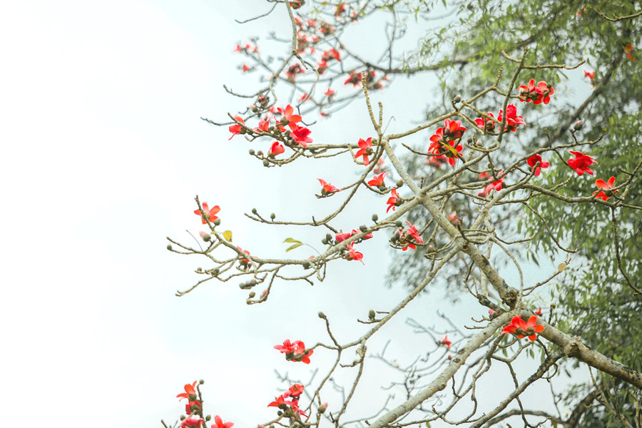 Từ trên cao, những bông hoa Gạo đỏ rực như ngọn đuốc.