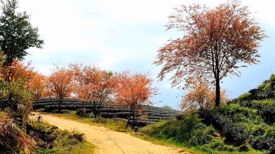 Trước Sapa thì hoa mai anh đào từng là loài hoa mà chỉ riêng Đà Lạt mới có. Hoa mai anh đào có thân gỗ xù xì giống cây đào, hoa 5 cánh như hoa mai nên được gọi là hoa mai anh đào. Không những thế, Đà Lạt còn một loài hoa dại giống hệt hoa mai anh đào nhưng là màu trắng, tuy nhiên mai anh đào được người dân yêu thích và trồng nhiều hơn cả.