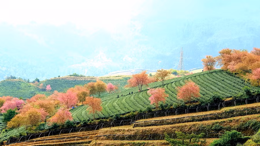 Du khách đến đây tham quan cần lưu ý giữ gìn vệ sinh chung, không làm hư hỏng luống chè hay bẻ cành, ngắt hoa làm ảnh hưởng đến cảnh quan.