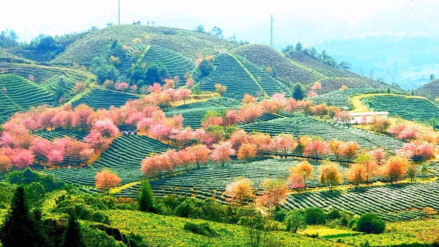 Mai anh đào điểm xuyết khi nắng lên trên những đồi chè, giữa tiết trời chớm đông, cách hàng cây trổ lá non và bung nở hoa tạo nên khung cảnh đẹp như miền cổ tích.