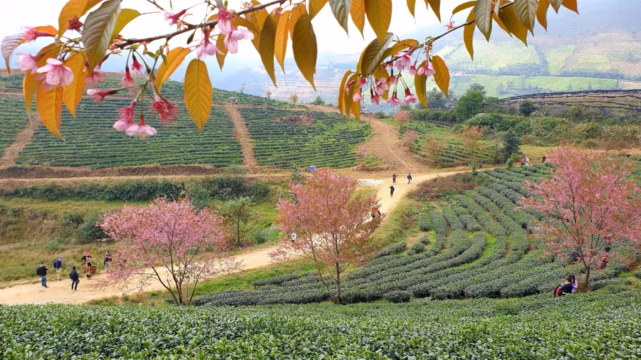 Góc chụp trên cao là lý tưởng nhất khi ngắm được toàn cảnh bức tranh mai anh đào nở hồng hòa cùng nền xanh đồi chè. Hiện nay mai anh đào bắt đầu nở rộ, đến tuần đầu của tháng 12 thì chụp ảnh đẹp nhất.