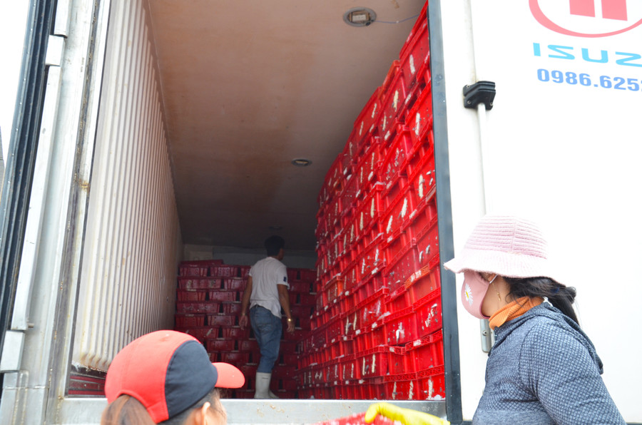 Những rổ cá cơm được xếp thành hàng ngay ngắn trong các thùng xe đông lạnh. Những rổ cá cơm được xếp thành hàng ngay ngắn trong các thùng xe đông lạnh.