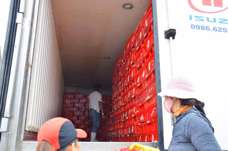 Những rổ cá cơm được xếp thành hàng ngay ngắn trong các thùng xe đông lạnh.