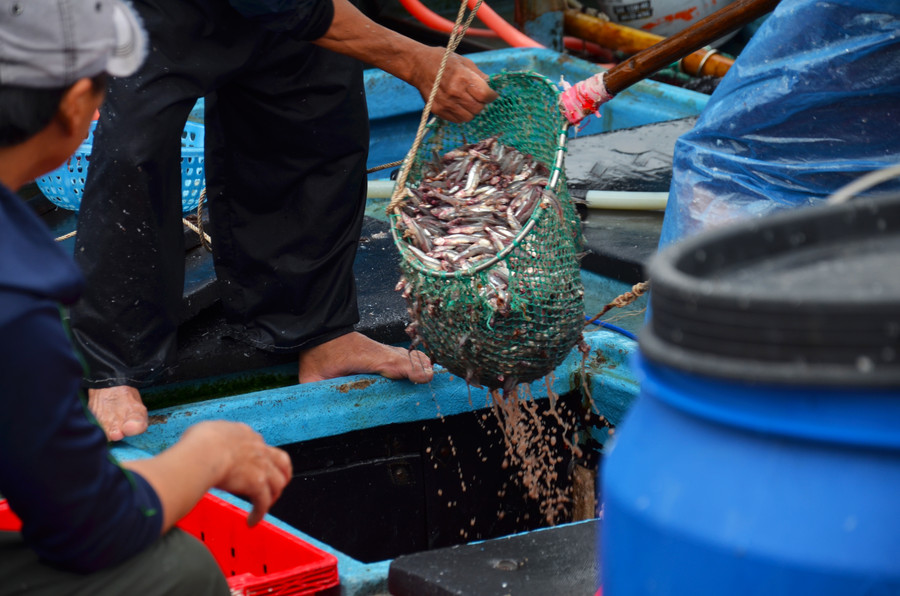 Chuyến ra khơi đầu năm âm lịch, nhiều tàu cá chỉ ra cách bờ khoảng 6 đến 10 hải lý thì đã trúng luồng cá cơm nên ngư dân tranh thủ cập cảng để bán cá. Hiện, giá cá cơm được các đầu nậu thu mua ở mức dao động từ 11 nghìn đồng đến 15 nghìn đồng. Cũng theo anh Thạch, tuy giá thấp hơn so với các đợt trước nhưng bù lại chuyến biển đầu năm trúng được luồng cá lớn nên anh em bạn thuyền ai cũng rất phấn khởi. Chuyến ra khơi đầu năm âm lịch, nhiều tàu cá chỉ ra cách bờ khoảng 6 đến 10 hải lý thì đã trúng luồng cá cơm nên ngư dân tranh thủ cập cảng để bán cá. Hiện, giá cá cơm được các đầu nậu thu mua ở mức dao động từ 11 nghìn đồng đến 15 nghìn đồng. Cũng theo anh Thạch, tuy giá thấp hơn so với các đợt trước nhưng bù lại chuyến biển đầu năm trúng được luồng cá lớn nên anh em bạn thuyền ai cũng rất phấn khởi.