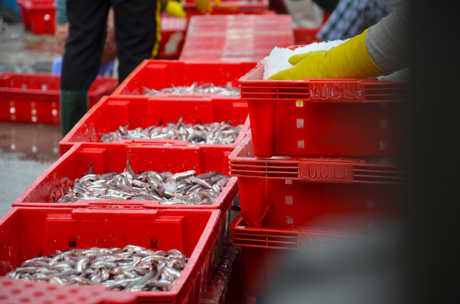 Cá từ tàu khi vừa lên bờ sẽ được phủ đá lạnh ngay tức khắc để giữ độ tươi ngon. Cá từ tàu khi vừa lên bờ sẽ được phủ đá lạnh ngay tức khắc để giữ độ tươi ngon.