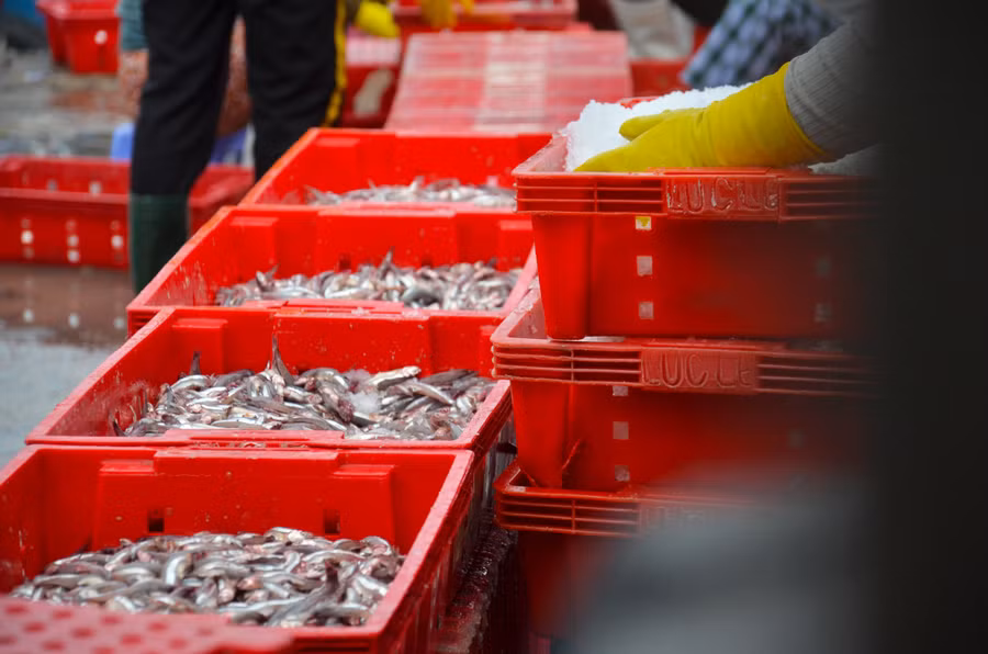 Cá từ tàu khi vừa lên bờ sẽ được phủ đá lạnh ngay tức khắc để giữ độ tươi ngon.