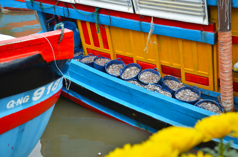 Những chiếc tàu đầy ắp cá cơm cập bến từ sáng 31/1. Những chiếc tàu đầy ắp cá cơm cập bến từ sáng 31/1.