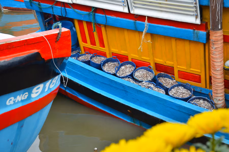 Những chiếc tàu đầy ắp cá cơm cập bến từ sáng 31/1.