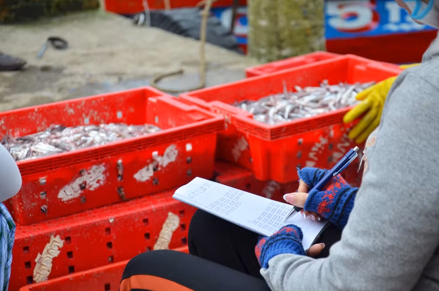 Tàu cá của ngư dân Trần Quang Cường (xã Tịnh Kỳ, TP. Quảng Ngãi), sau 1 đêm đánh bắt cũng đã cập cảng cá Bình Châu sáng nay với hơn 5 tấn cá cơm bắt được. Theo anh Cường, chuyến biển đầu năm như thế là hanh thông, hy vọng năm nay trời yên biển lặng để vươn khơi bám biển.