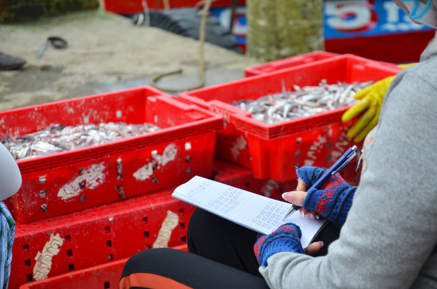 Tàu cá của ngư dân Trần Quang Cường (xã Tịnh Kỳ, TP. Quảng Ngãi), sau 1 đêm đánh bắt cũng đã cập cảng cá Bình Châu sáng nay với hơn 5 tấn cá cơm bắt được. Theo anh Cường, chuyến biển đầu năm như thế là hanh thông, hy vọng năm nay trời yên biển lặng để vươn khơi bám biển. Tàu cá của ngư dân Trần Quang Cường (xã Tịnh Kỳ, TP. Quảng Ngãi), sau 1 đêm đánh bắt cũng đã cập cảng cá Bình Châu sáng nay với hơn 5 tấn cá cơm bắt được. Theo anh Cường, chuyến biển đầu năm như thế là hanh thông, hy vọng năm nay trời yên biển lặng để vươn khơi bám biển.