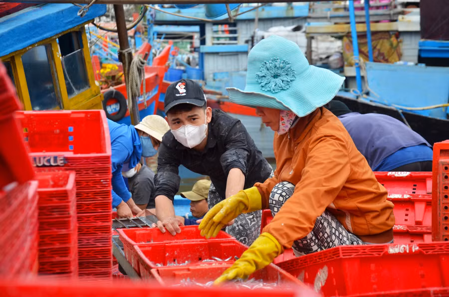 Cá cơm từ tàu được cho vào rổ và chuyển lên bờ. Tại xã Bình Châu, dịch vụ hậu cần nghề cá tương đối phát triển giải quyết việc làm cho khoảng 1.600 lao động trong và ngoài xã.