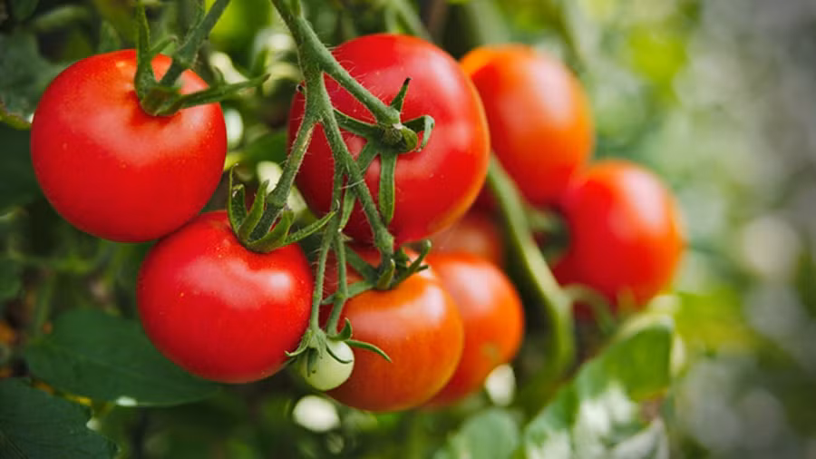 Lycopene là một hợp chất được tìm thấy trong cà chua, tạo nên màu đỏ rực rỡ cũng như đặc tính chống ung thư của nó. (Ảnh: ITN) 