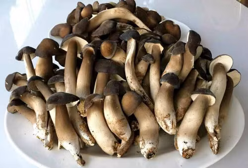 Nấm mối đen dù rẻ hơn một nửa so với nấm tự nhiên nhưng cũng khá đắt khách. Ảnh: FH.