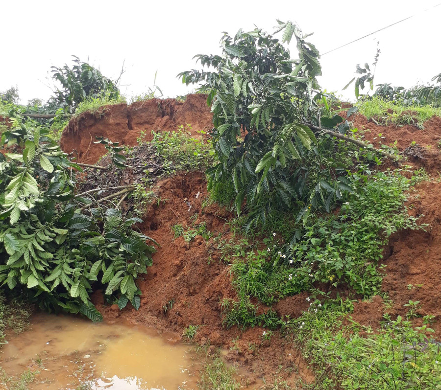 Những cây cà phê đang cho trái năm đầu bị bong gốc nằm la liệt sau vụ lở đất