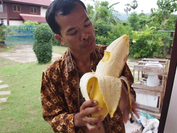 Giống chuối khổng lồ quả to như bắp chân, chỉ cần ăn 1 quả là no cả ngày