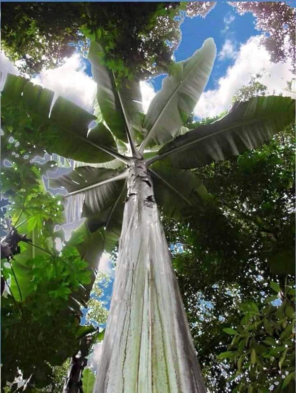 chuoi-khong-lo chuoi-khong-lo