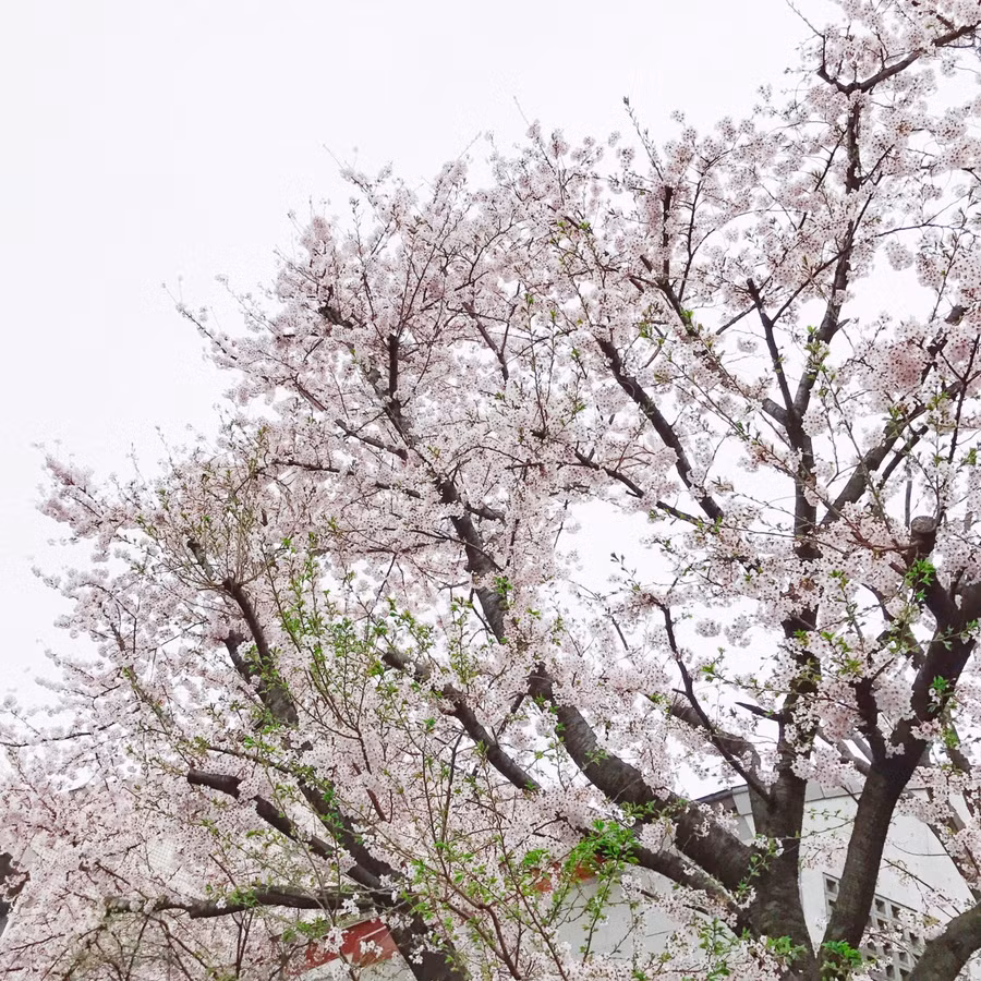 Đẹp nao lòng với mùa hoa anh đào được giới trẻ Việt check-in rầm rầm ảnh 7