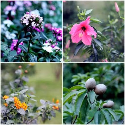 Đọ vườn nhà như trong cổ tích của Hồng Nhung - Mỹ Linh ảnh 13