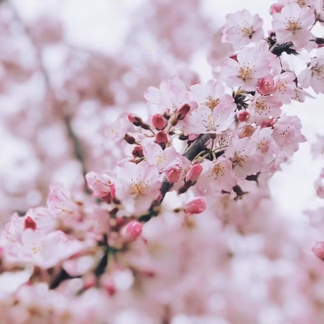 Đẹp nao lòng với mùa hoa anh đào được giới trẻ Việt check-in rầm rầm ảnh 13