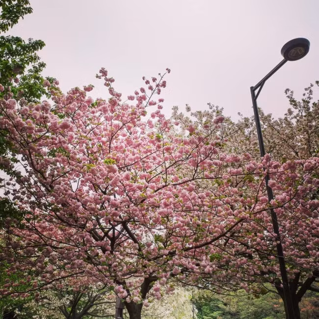 Đẹp nao lòng với mùa hoa anh đào được giới trẻ Việt check-in rầm rầm ảnh 2