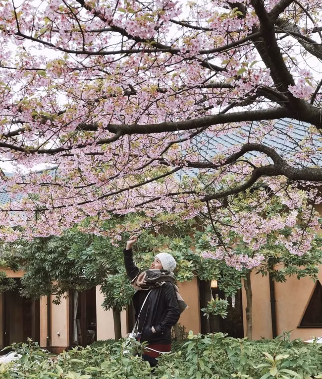 Đẹp nao lòng với mùa hoa anh đào được giới trẻ Việt check-in rầm rầm ảnh 3