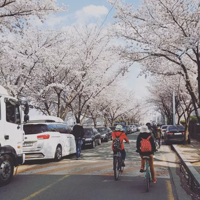 Đẹp nao lòng với mùa hoa anh đào được giới trẻ Việt check-in rầm rầm ảnh 1