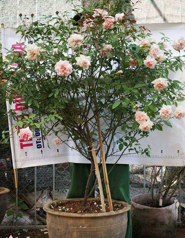 Những gốc hoa hồng cổ siêu đắt đỏ của đại gia Việt-10