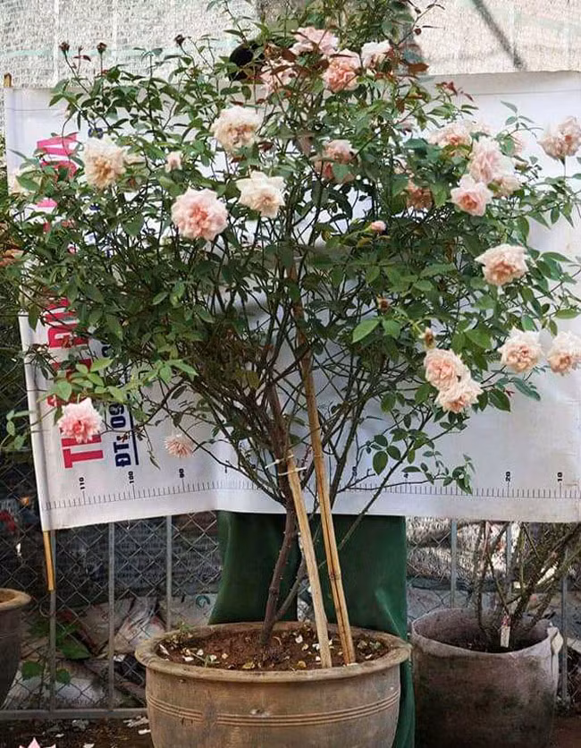 Những gốc hoa hồng cổ siêu đắt đỏ của đại gia Việt-10