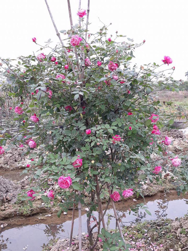 Những gốc hoa hồng cổ siêu đắt đỏ của đại gia Việt-5