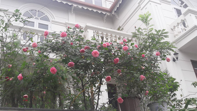 Những gốc hoa hồng cổ siêu đắt đỏ của đại gia Việt-13