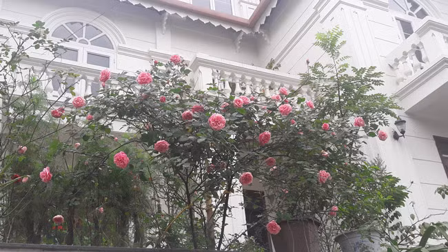 Những gốc hoa hồng cổ siêu đắt đỏ của đại gia Việt-13