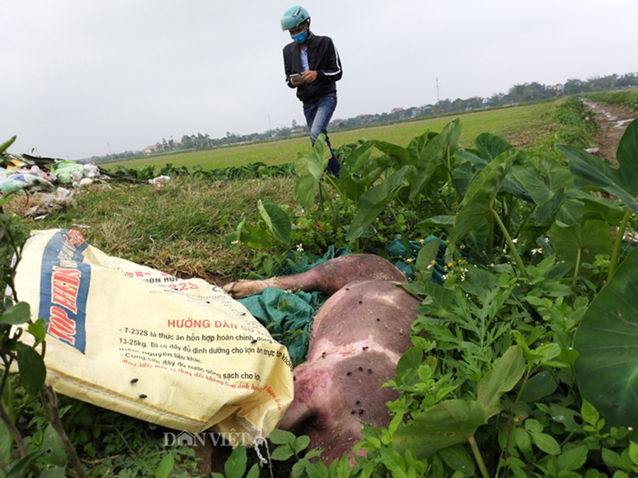 Xác lợn chết bị vứt ra nơi công cộng Xác lợn chết bị vứt ra nơi công cộng