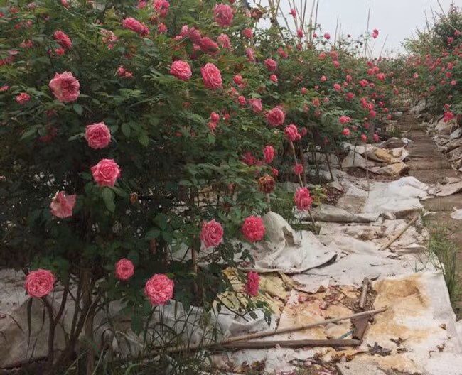 Những gốc hoa hồng cổ siêu đắt đỏ của đại gia Việt-4