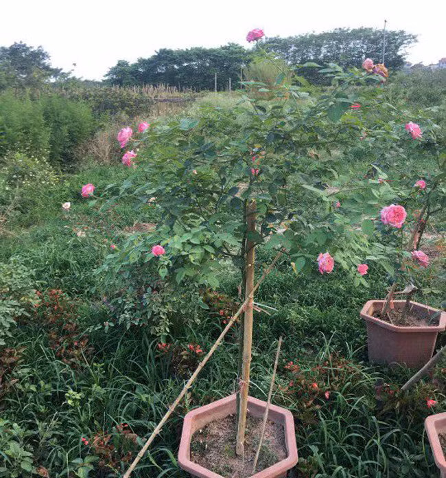 Những gốc hoa hồng cổ siêu đắt đỏ của đại gia Việt-7