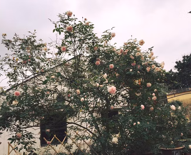 Những gốc hoa hồng cổ siêu đắt đỏ của đại gia Việt-1