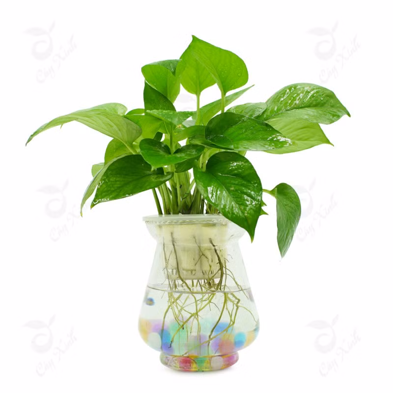 cay-van-nien-thanh-01