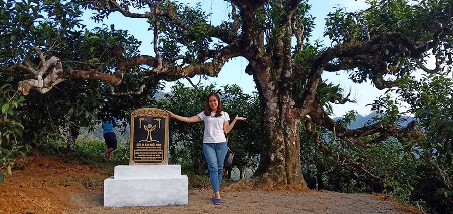 Nhân dân vui mừng, phấn khởi bên cây chè cổ thụ Nhân dân vui mừng, phấn khởi bên cây chè cổ thụ