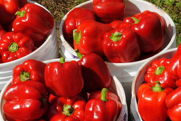 Ớt chuông đỏ chứa tới 140 mg vitamin C trong mỗi 100g. Đây là loại thực phẩm có hàm lượng calories thấp nhưng lại rất dồi dàovitamin B6, sắt và kali.