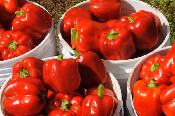 10 loại rau củ quả ăn thường xuyên giúp da trắng hồng từ bên trong