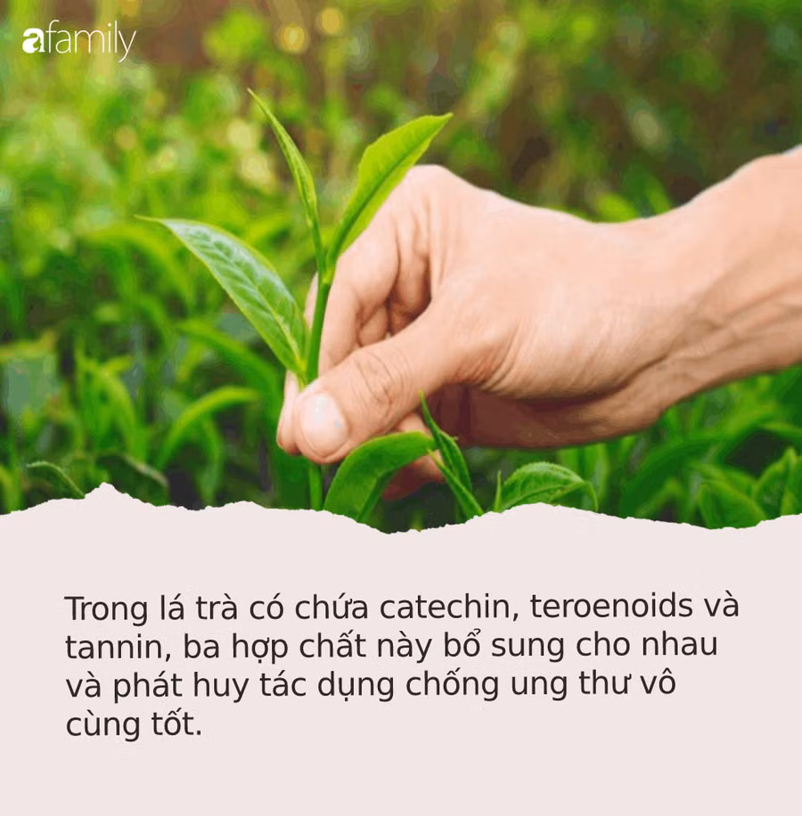 8 loại rau quả giá ‘rẻ bèo’ lại có khả năng chống ung thư cực tốt, người Việt có hết nhưng toàn bỏ phí - Ảnh 2.