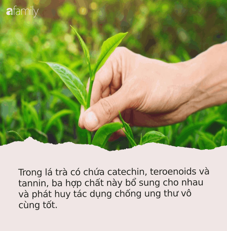 8 loại rau quả giá ‘rẻ bèo’ lại có khả năng chống ung thư cực tốt, người Việt có hết nhưng toàn bỏ phí - Ảnh 2. 8 loại rau quả giá ‘rẻ bèo’ lại có khả năng chống ung thư cực tốt, người Việt có hết nhưng toàn bỏ phí - Ảnh 2.