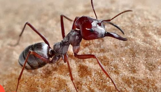 Kiến bạc Sahara có bộ lông tơ màu bạc, phản chiếu ánh Mặt Trời. Ảnh: Guardian.