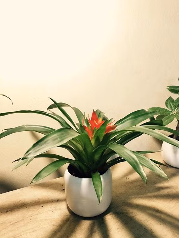 5 loai cay trong ban cong giup chieu tai, vuong van nha nao cung nen dat - 7